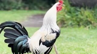 DAFTAR BOSPLAY AGEN SABUNG AYAM ONLINE RESMI AMAN DAN TERPERCAYA 35