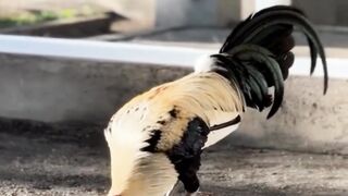 DAFTAR BOSPLAY AGEN SABUNG AYAM ONLINE RESMI AMAN DAN TERPERCAYA 36