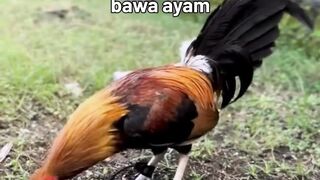 DAFTAR BOSPLAY AGEN SABUNG AYAM ONLINE RESMI AMAN DAN TERPERCAYA 37