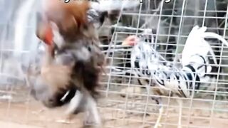 DAFTAR BOSPLAY AGEN SABUNG AYAM ONLINE RESMI AMAN DAN TERPERCAYA 38