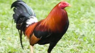 DAFTAR BOSPLAY AGEN SABUNG AYAM ONLINE RESMI AMAN DAN TERPERCAYA 39
