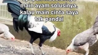 DAFTAR BOSPLAY AGEN SABUNG AYAM ONLINE RESMI AMAN DAN TERPERCAYA 40