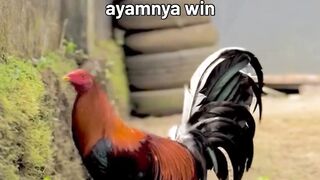DAFTAR BOSPLAY AGEN SABUNG AYAM ONLINE RESMI AMAN DAN TERPERCAYA 41