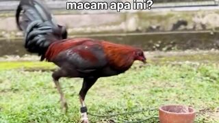 DAFTAR BOSPLAY AGEN SABUNG AYAM ONLINE RESMI AMAN DAN TERPERCAYA 42