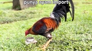 DAFTAR BOSPLAY AGEN SABUNG AYAM ONLINE RESMI AMAN DAN TERPERCAYA 43