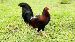 DAFTAR BOSPLAY AGEN SABUNG AYAM ONLINE RESMI AMAN DAN TERPERCAYA 44