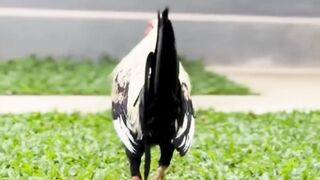 DAFTAR BOSPLAY AGEN SABUNG AYAM ONLINE RESMI AMAN DAN TERPERCAYA 45