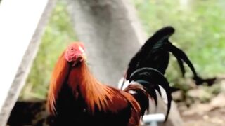 DAFTAR BOSPLAY AGEN SABUNG AYAM ONLINE RESMI AMAN DAN TERPERCAYA 46