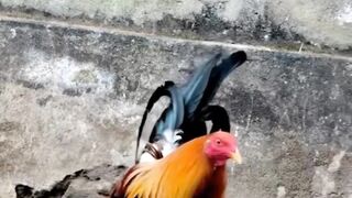 DAFTAR BOSPLAY AGEN SABUNG AYAM ONLINE RESMI AMAN DAN TERPERCAYA 47