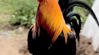 DAFTAR BOSPLAY AGEN SABUNG AYAM ONLINE RESMI AMAN DAN TERPERCAYA 49