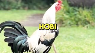 DAFTAR BOSPLAY AGEN SABUNG AYAM ONLINE RESMI AMAN DAN TERPERCAYA 50