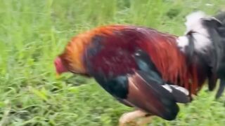 DAFTAR BOSPLAY AGEN SABUNG AYAM ONLINE RESMI AMAN DAN TERPERCAYA 51