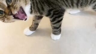 Funny cat 331