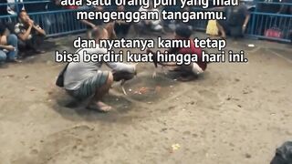 DAFTAR BOSPLAY AGEN SABUNG AYAM ONLINE RESMI AMAN DAN TERPERCAYA 52