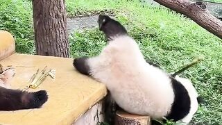 Funny panda 7