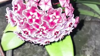 Hoya carnosa