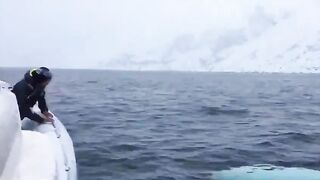 Команда моряков сняла на видео, как дикая белуха играла с ними в мяч.