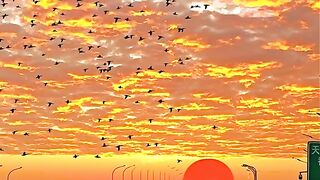 Sky with bird