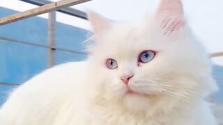 Cute cat for sale