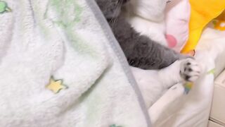 Funny cat 332