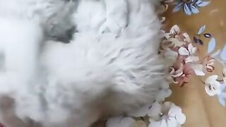 wwf commentary cat fighting