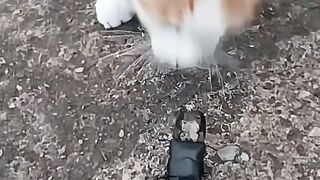 Funny cat 333