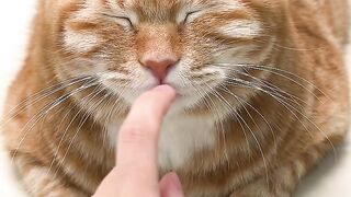 Funny animal 70