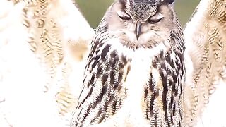 Amazing owl 2