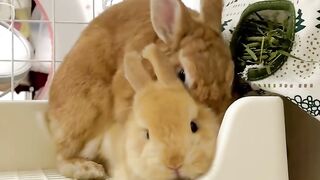 Rabbit 14