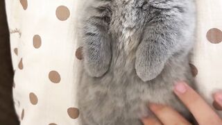 Funny cat 334