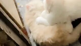 Cats wrestling shorts