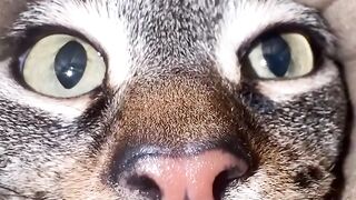 Funny animal 71