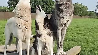 Funny Wolf.animalbreedfacts wolfmania wolves germanshepherd support wolf wolfdog viral