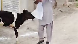 Cow baby love man see