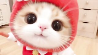 吃我一记喵喵拳()猫咪开始吸人了 猫咪表情包
