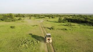 Animal video 17