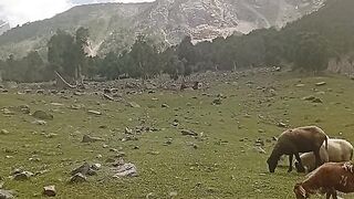 Sheep in naran