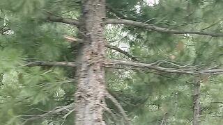 Beautiful forest