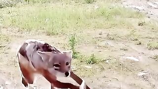 Hunting Video