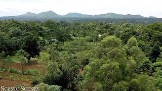Animal video 18