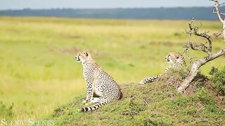 Animal video 19