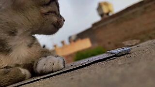 My cute cat in happy mood and Enjoy