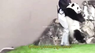 Keepers Wear Costumes To Save Pandas