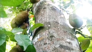 Jackfruit 10