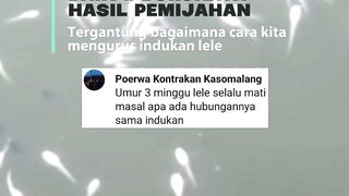 Larva leel umur 3 minggu mati masal, apa ada hubungannya dengan indukan