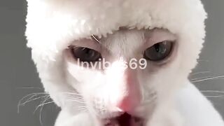 Some strange behaviors of animals