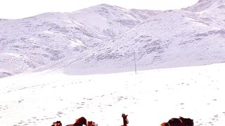 Grace in motion, power in every stride  the beauty of a horses run.