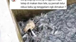 Pakan Alternatif untuk lele itu banyak, Asalkan kita Rajin  Kreatif