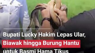 Cara unik dilakukan Bupati Indramayu, Lucky Hakim, untuk mengatasi serangan hama