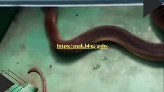 Hamsternya gak takut mati, ularnya malah dibikin bingung sendiri!